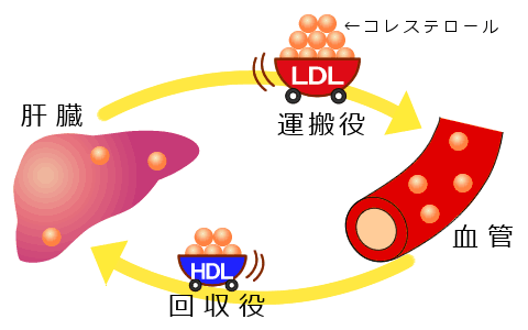 コレステロールの役割