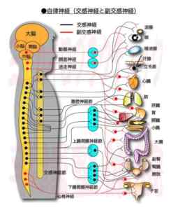 自律神経図