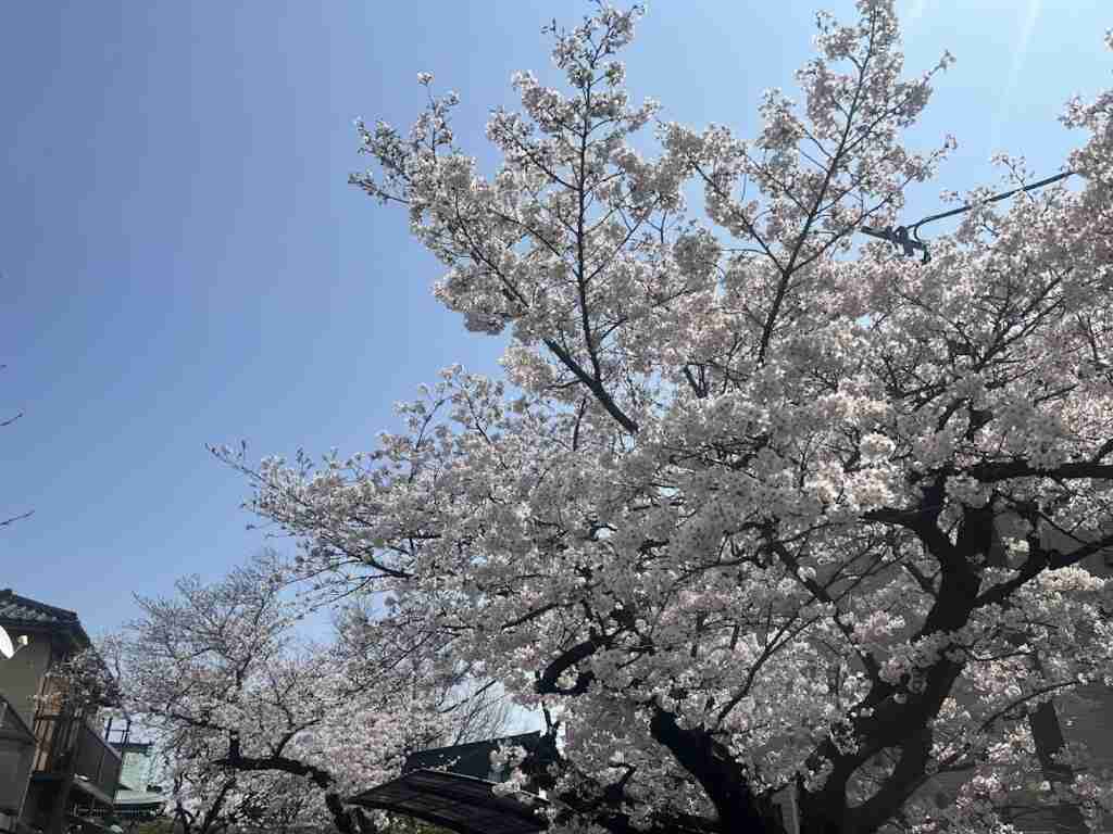 桜