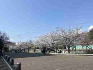昭和学院の桜