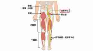 坐骨神経の図