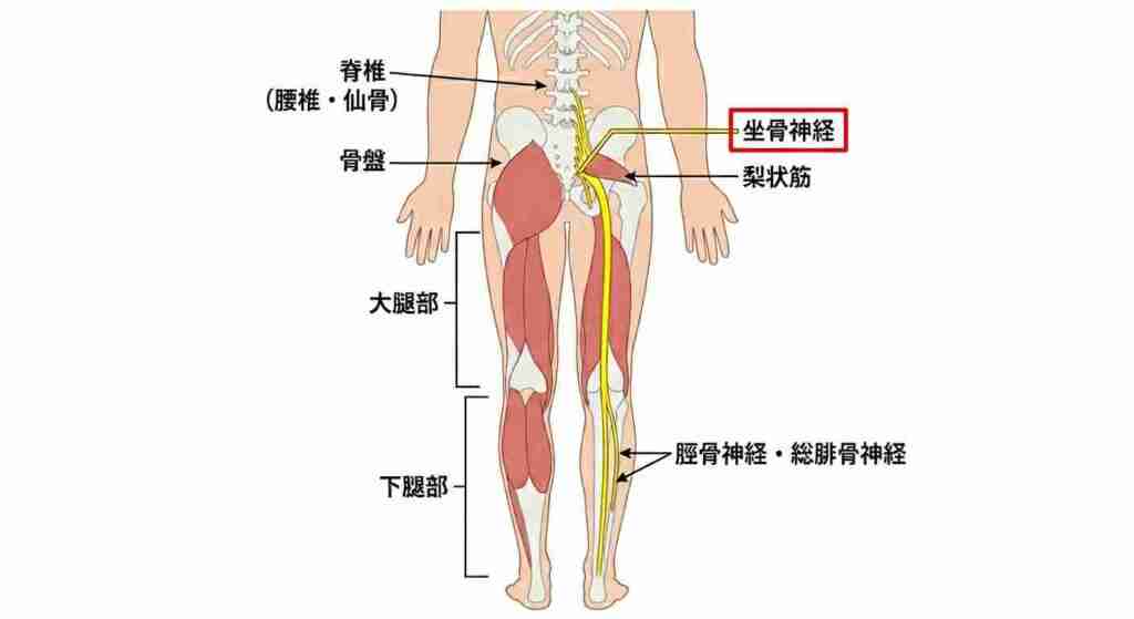 坐骨神経図